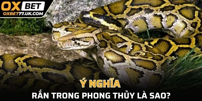 Loài vật được xem là biểu tượng của sự tái sinh