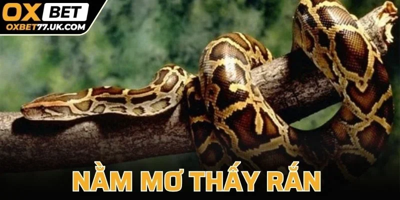 Nằm Mơ Thấy Rắn